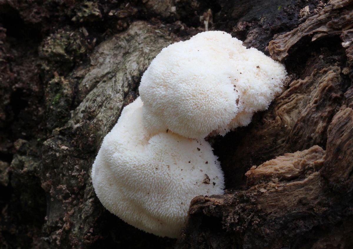 Fresh Lion's Mane mushroom (Hericium erinaceus) with its distinctive cascading white spines