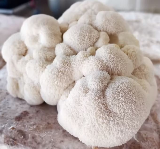 Fresh Lion's Mane mushroom ready for cooking