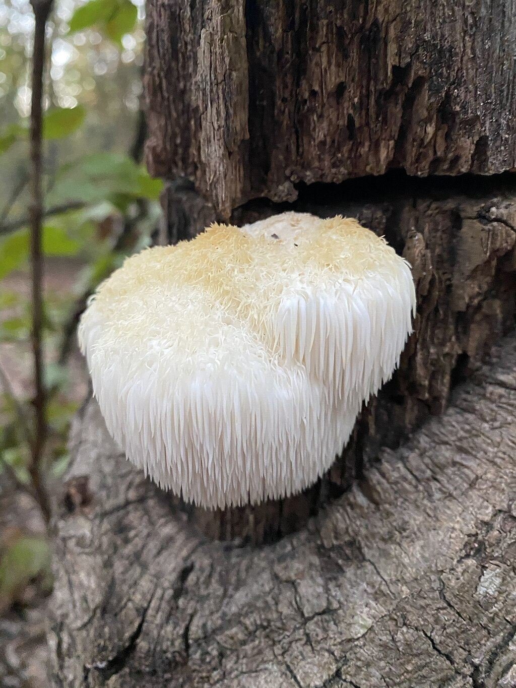 A fresh white Lion's Mane mushroom (Hericium erinaceus) growing on a tree in the wild